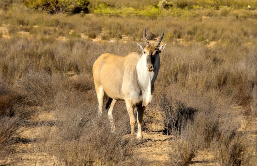 18 Bedroom Property for Sale in Oudtshoorn Rural Western Cape